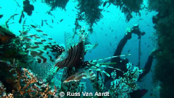 LIONfish prepares to pounce! by Russ Van Aardt 